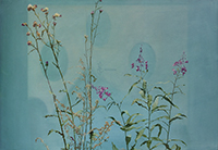 Horsma ja kuvajainen